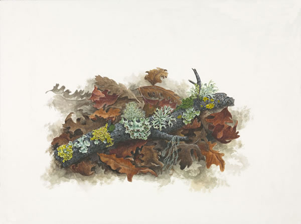 Oak Twig with Lichens and Leaves