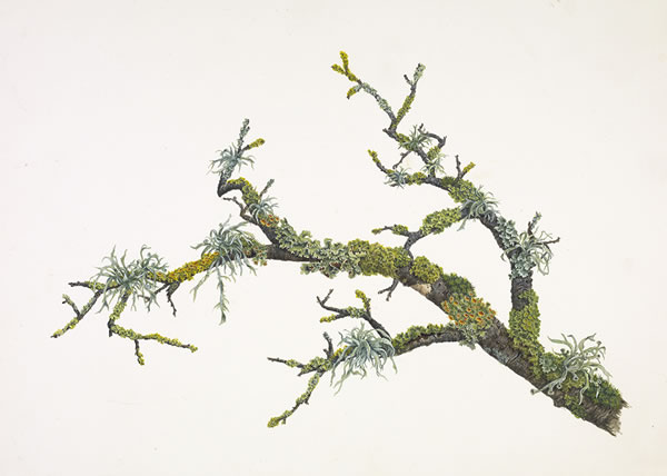 Branch with Abundant Lichens