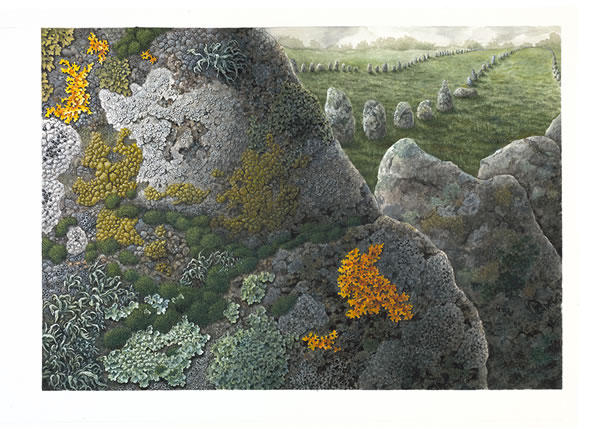Lichens of Carnac