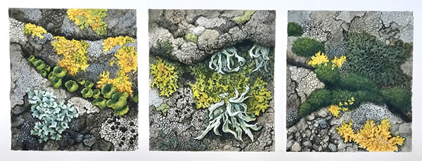 Lichens of Brittany