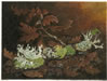 Oak Twig w/Lichen
