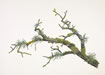 Branch-Abundant Lichens