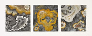 Triptych: Lichens of Mallorca
