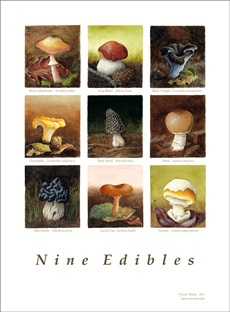 9 Edible Mushrooms